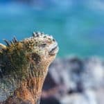 Marine Iguana and Blue Background in Galapagos
